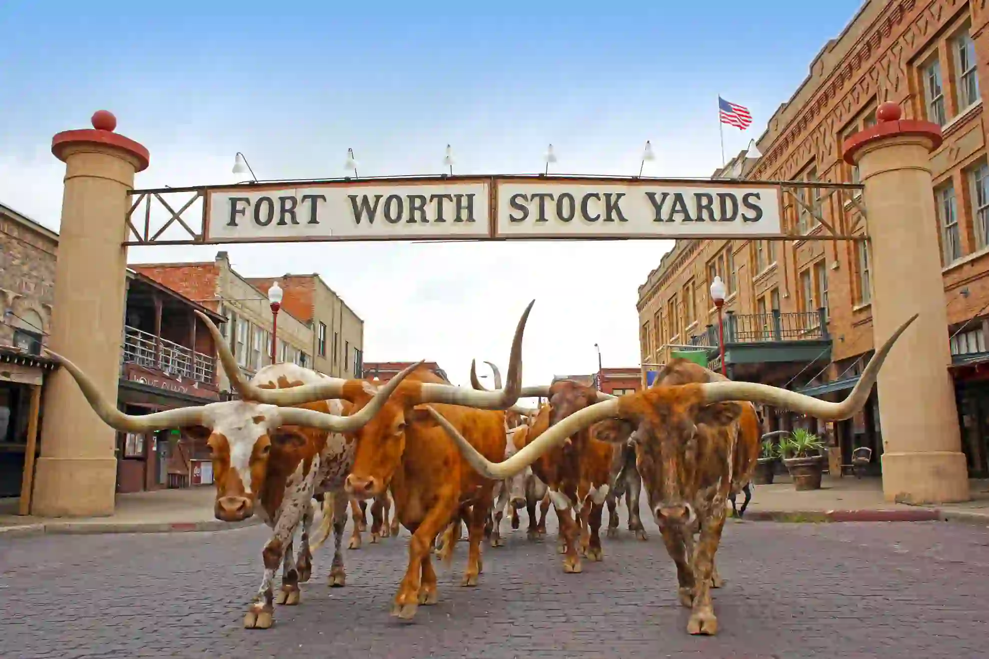 A group of longhorn cattle walking beneath the Fort Worth Stock Yards sign in Texas