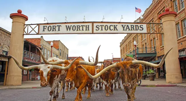 A group of longhorn cattle walking beneath the Fort Worth Stock Yards sign in Texas