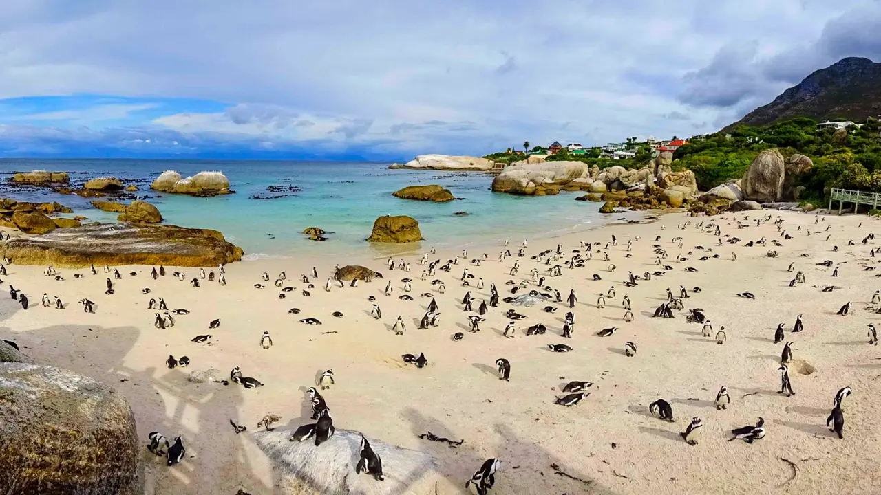 Penguins, Boulders Beach, Cape Town