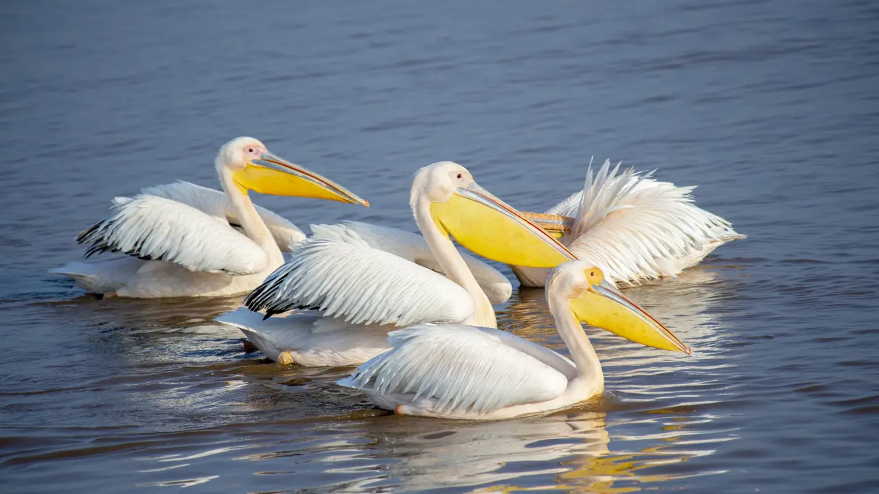 Lake Nakuru National Park, pelicans