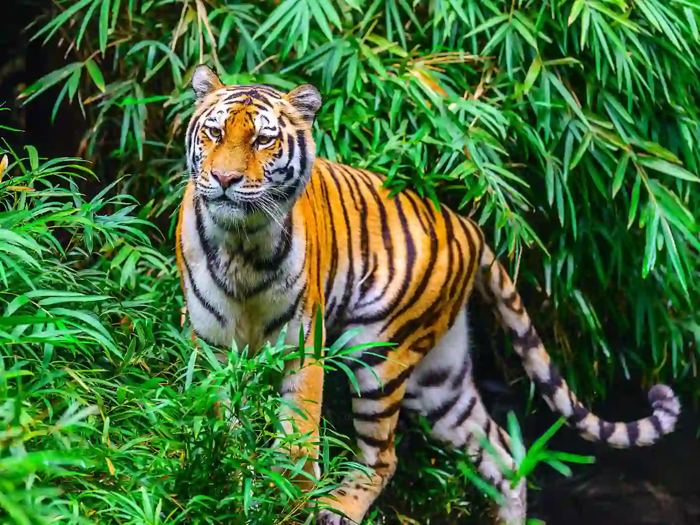 Bengal tiger, Kanha National Park
