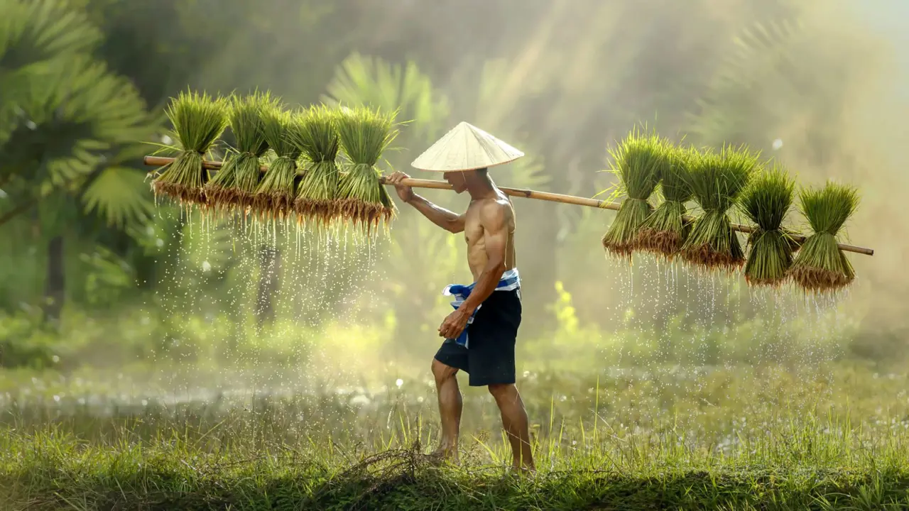 A Thai farmer wearing a conical hat walks through a sunlit field, carrying bundles of wet rice seedlings on a shoulder pole