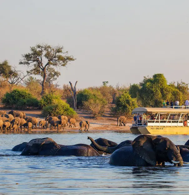 Elephants swimming in the Chobe River in Botswana with a safari boat nearby, offering close-up wildlife viewing on an African river safari.