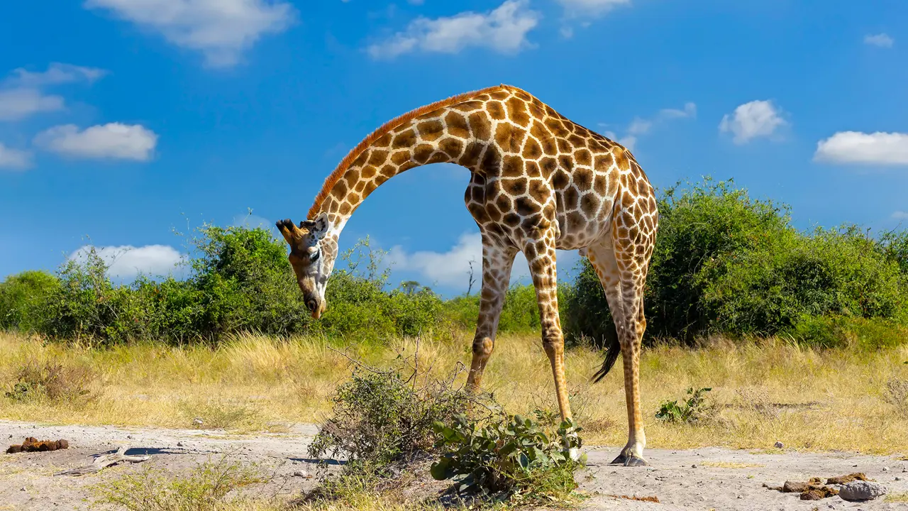 Giraffe, Chobe National Park