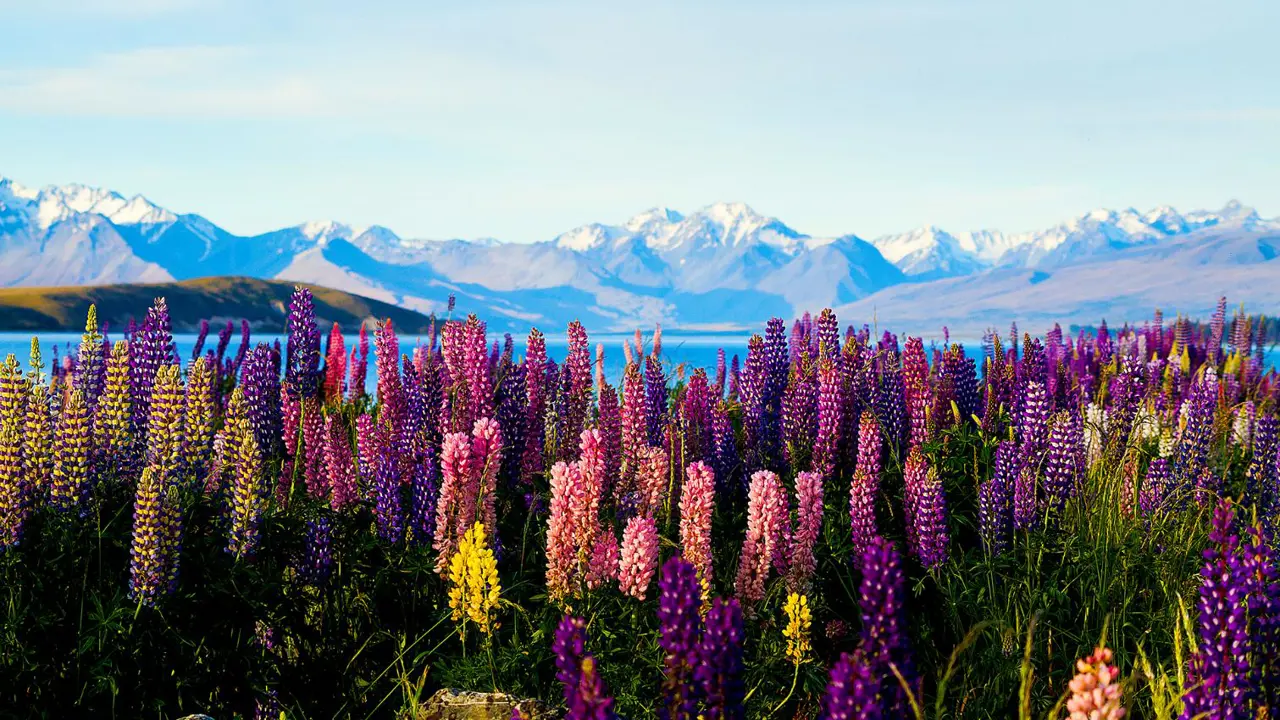Lake Tekapo, New Zealand