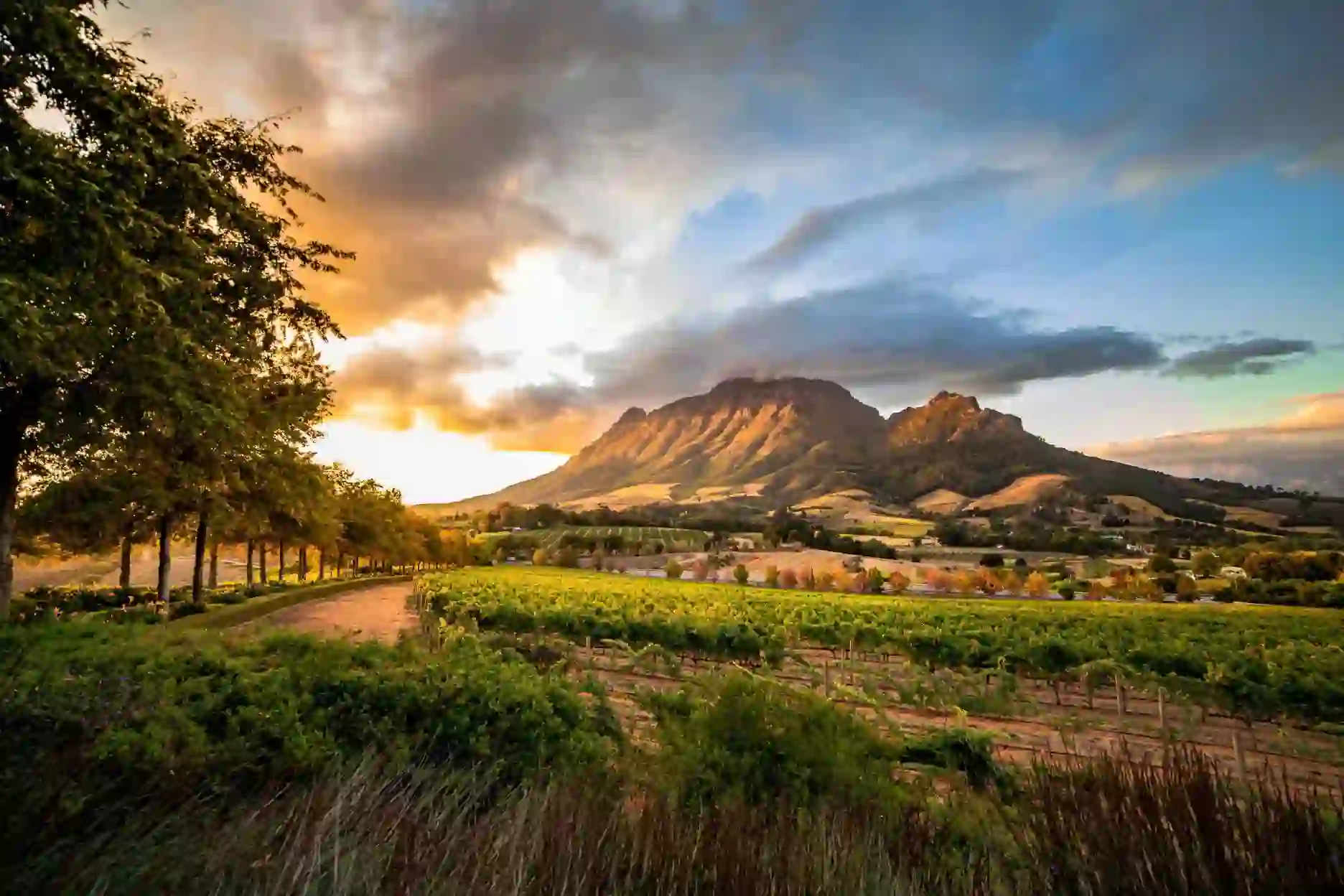 Scenic view of the Winelands in South Africa, with rows of vineyards stretching across rolling hills, framed by mountains under a warm sunset sky