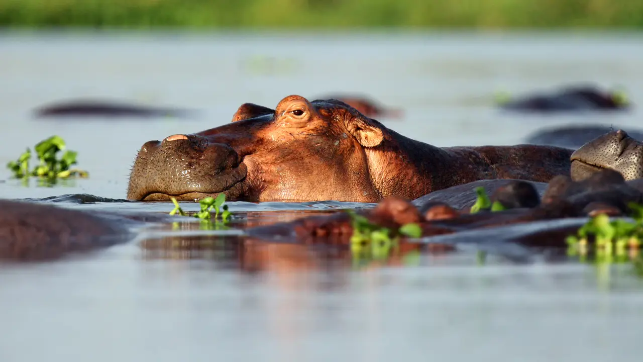 Hippo, Chobe National Park
