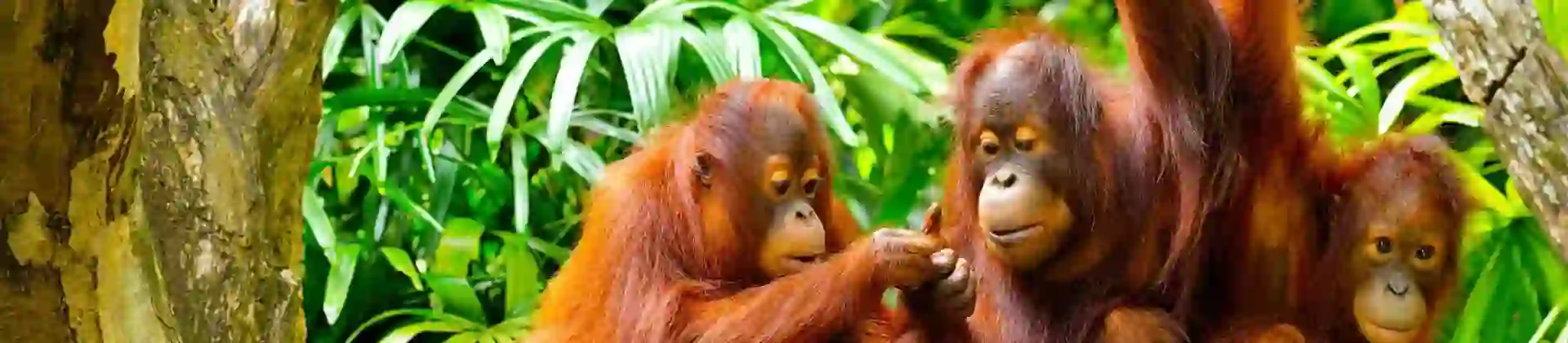 Three orangutans sitting and playing on a tree branch in a lush tropical rainforest in Borneo