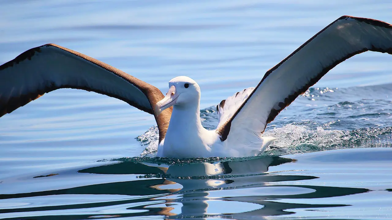 Royal Albatross, Dunedin