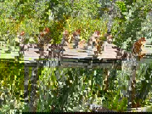 Day 3: the pot-bellied monkeys of Borneo