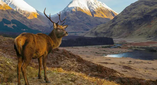 A red deer standing in a glen with snow-capped mountains in the distance in the Scottish Highlands