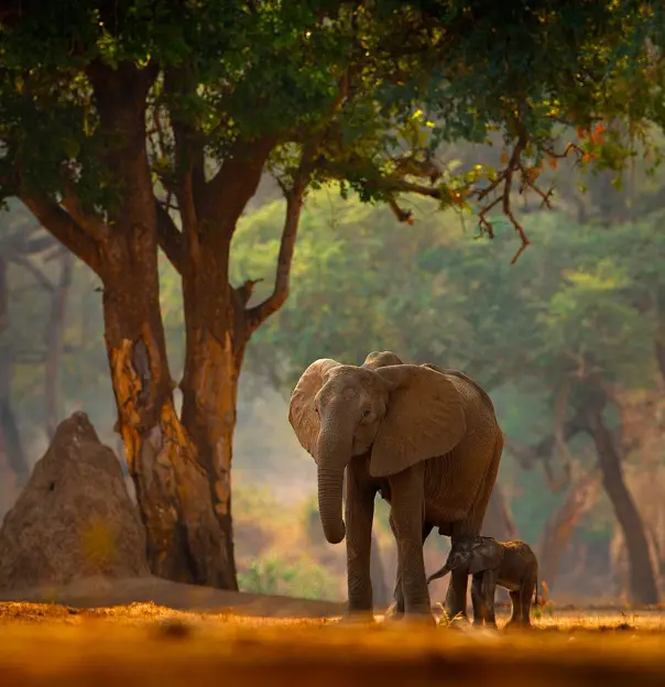Elephant and calf