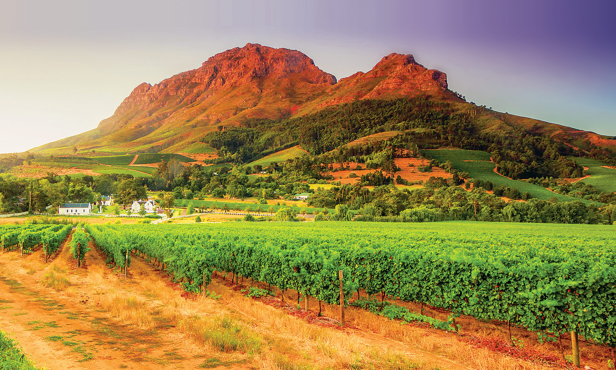 Vineyards and Helderberg Mountain near Stellenbosch, Western Cape
