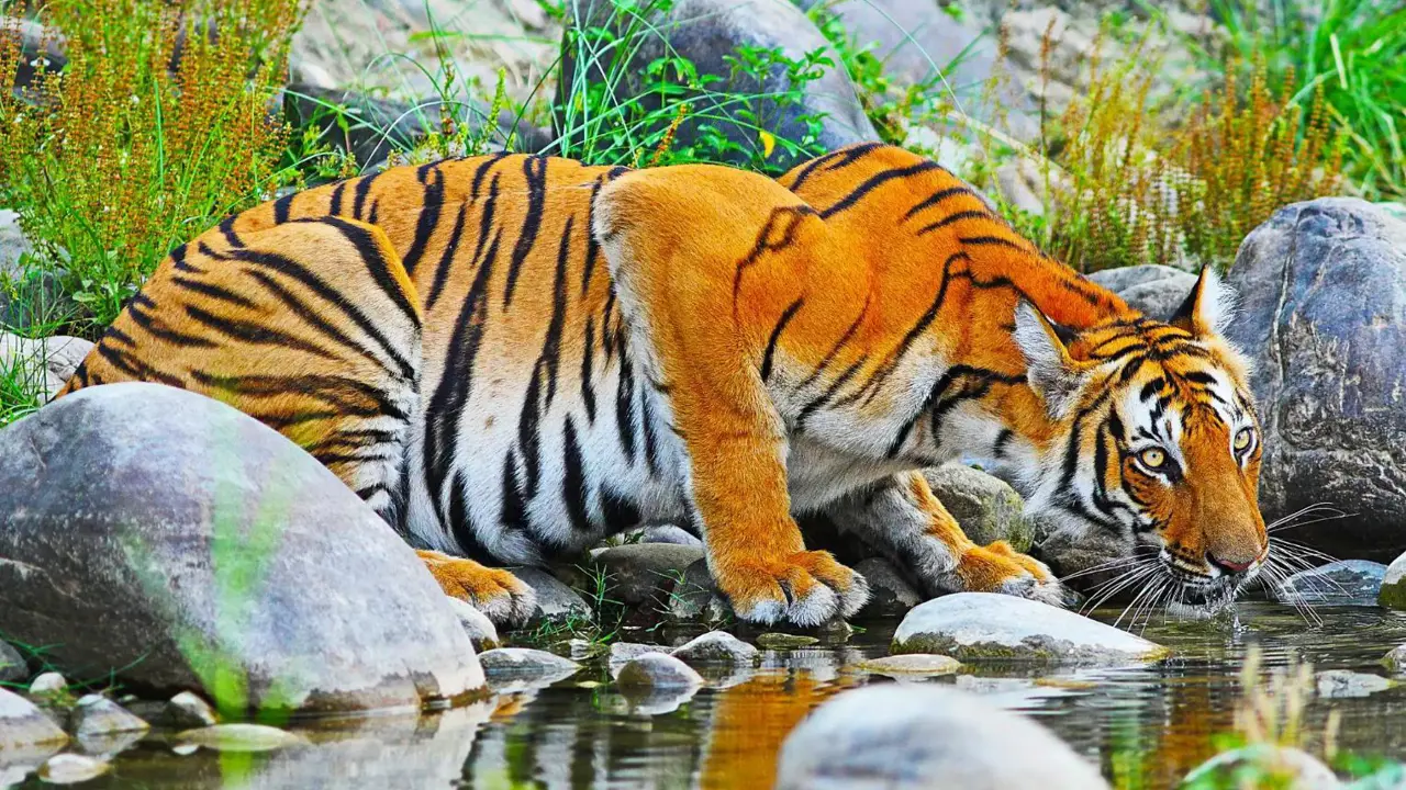 A Bengal tiger drinking from a stream, surrounded by rocks and greenery in Chitwan National Park, Nepal