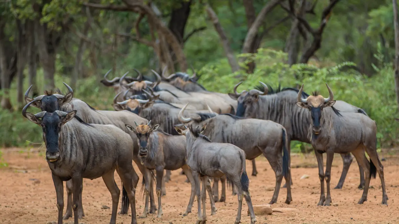 Wildebeest herd