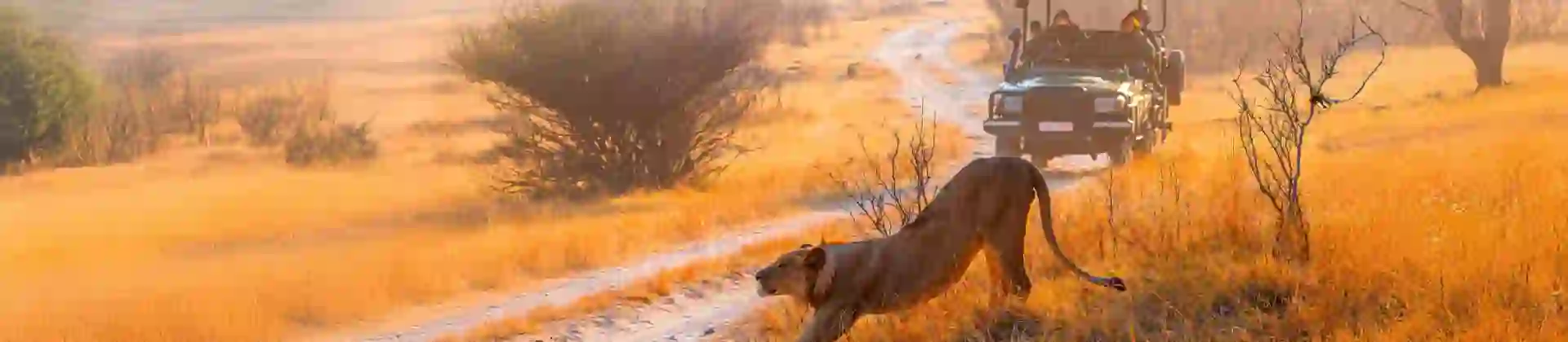 Game Drive, Hwange National Park, Zimbabwe