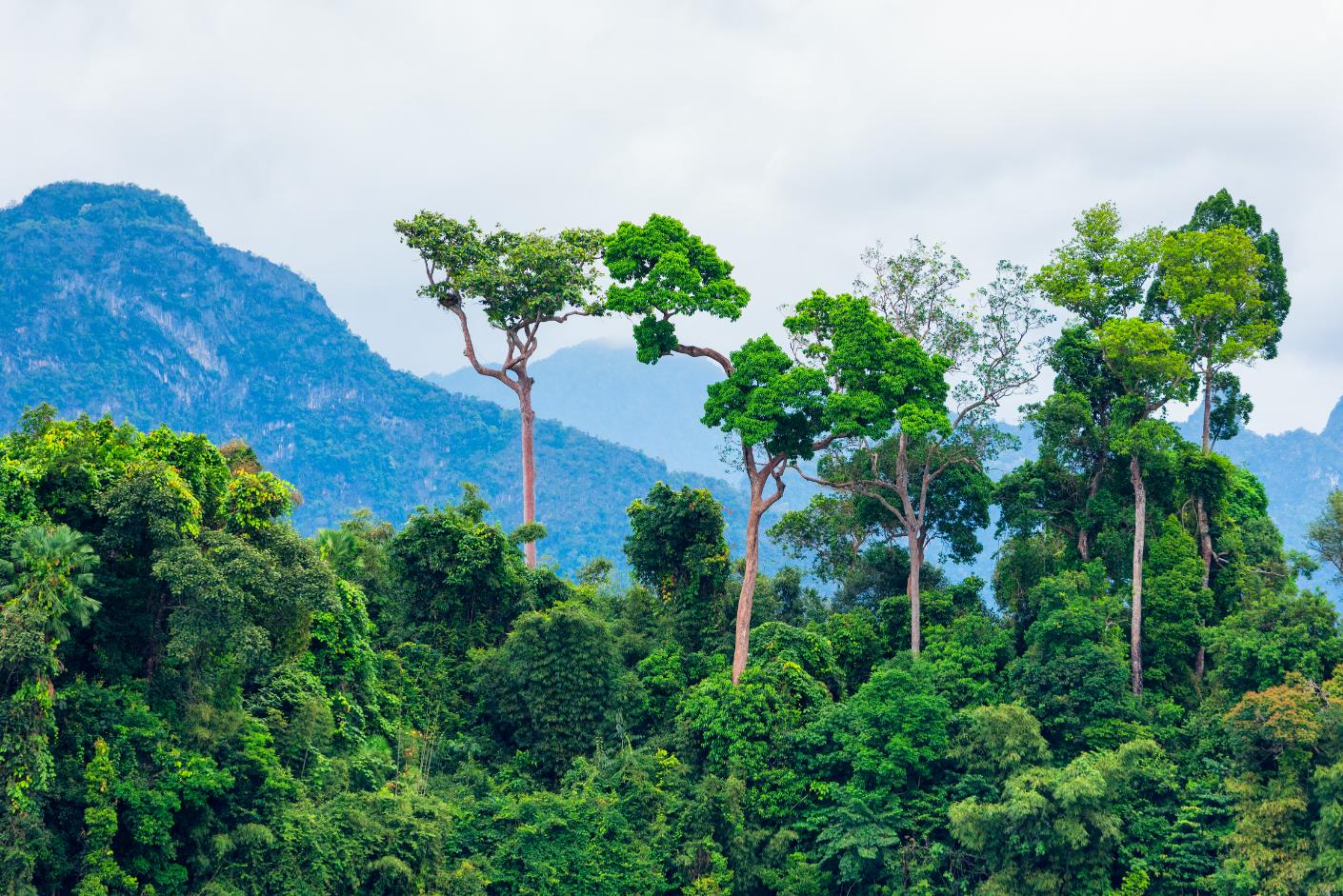 A view of the Amazon rainforest with mountains in the background