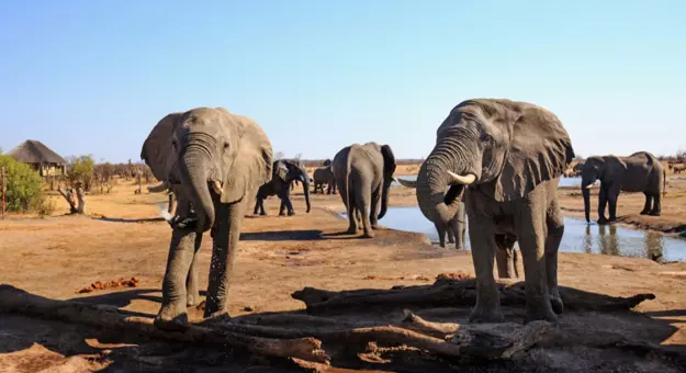 Elephants at a watering hole, Hwange National Park