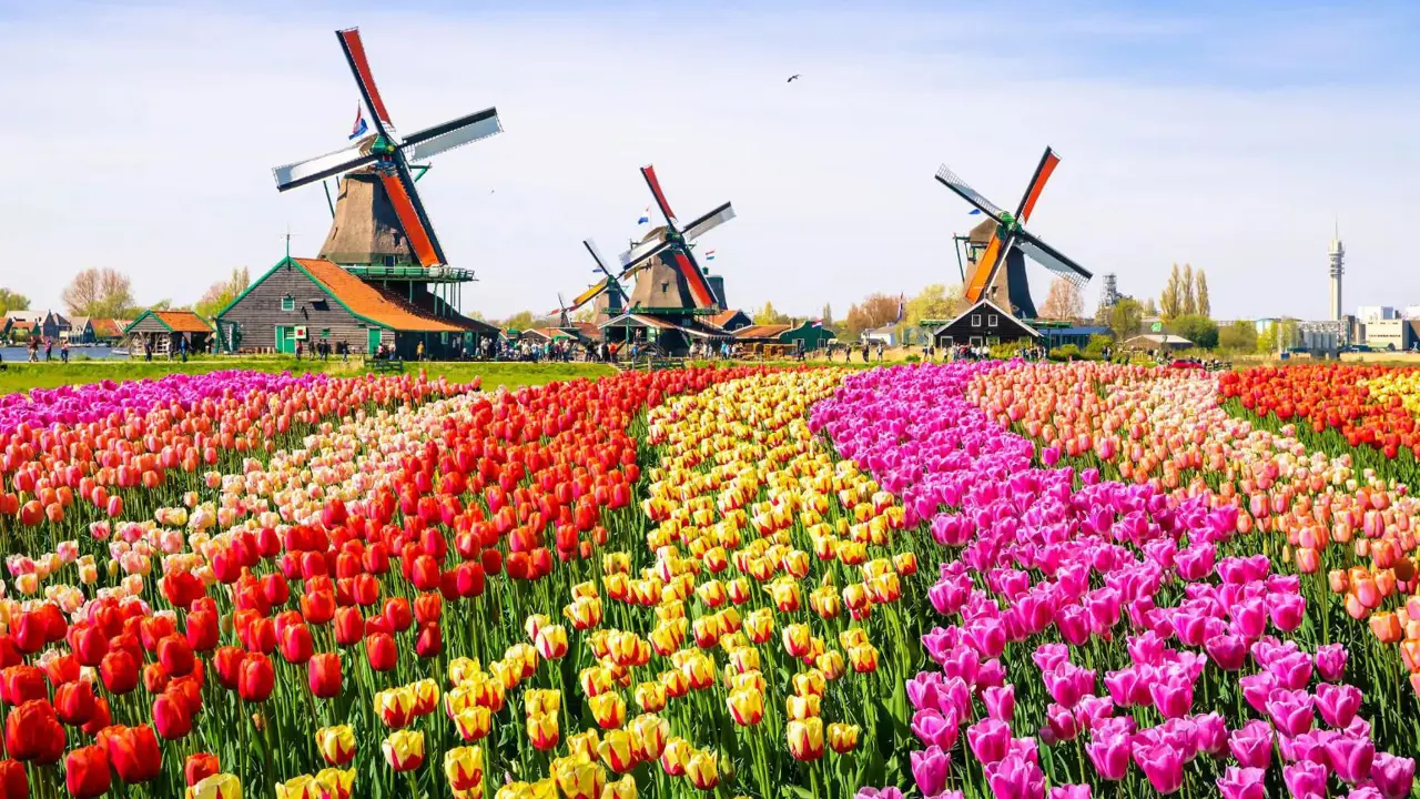 A landscape with colourful tulip fields, traditional Dutch windmills, and historic houses in Zaanse Schans, near Amsterdam in the Netherlands