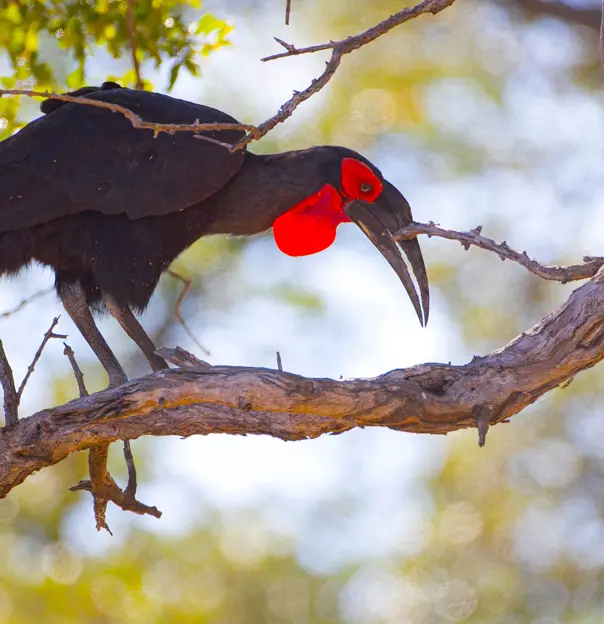 Ground hornbill, in a tree, South Africa