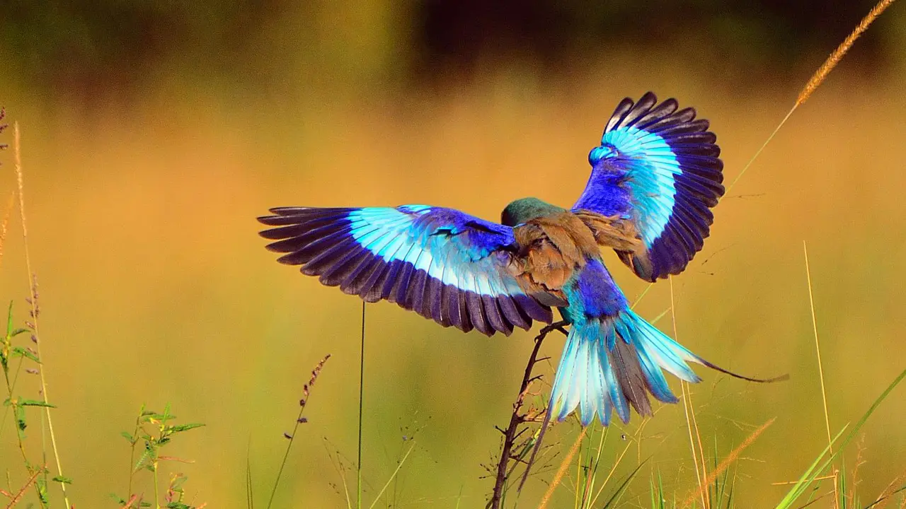 Lilac breasted roller in flight