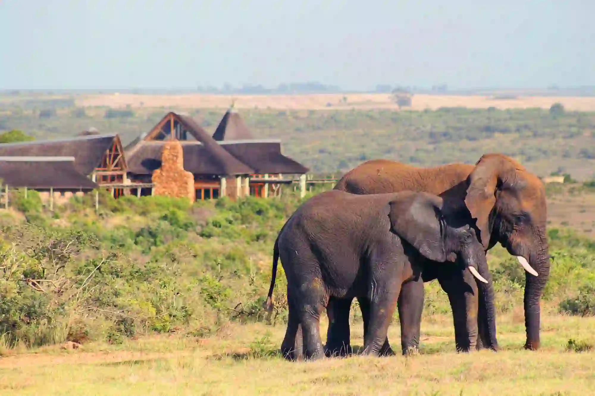 Garden Route Game Lodge, Albertinia, elephants in front of the lodge