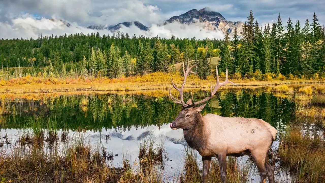 A moose standing in a grassy meadow beside a lake in Jasper National Park, surrounded by pine trees with mountains in the background