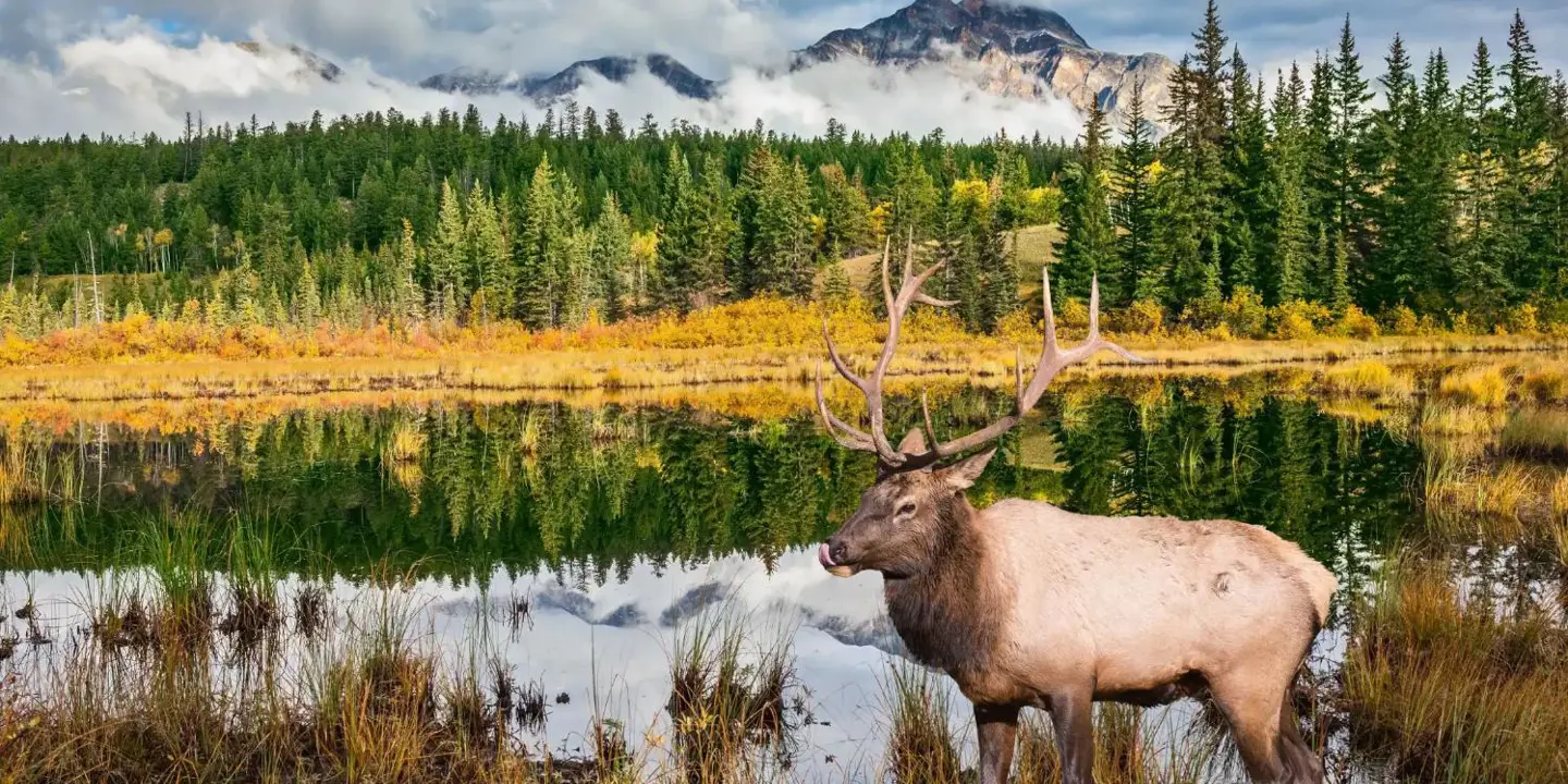A moose standing in a grassy meadow beside a lake in Jasper National Park, surrounded by pine trees with mountains in the background