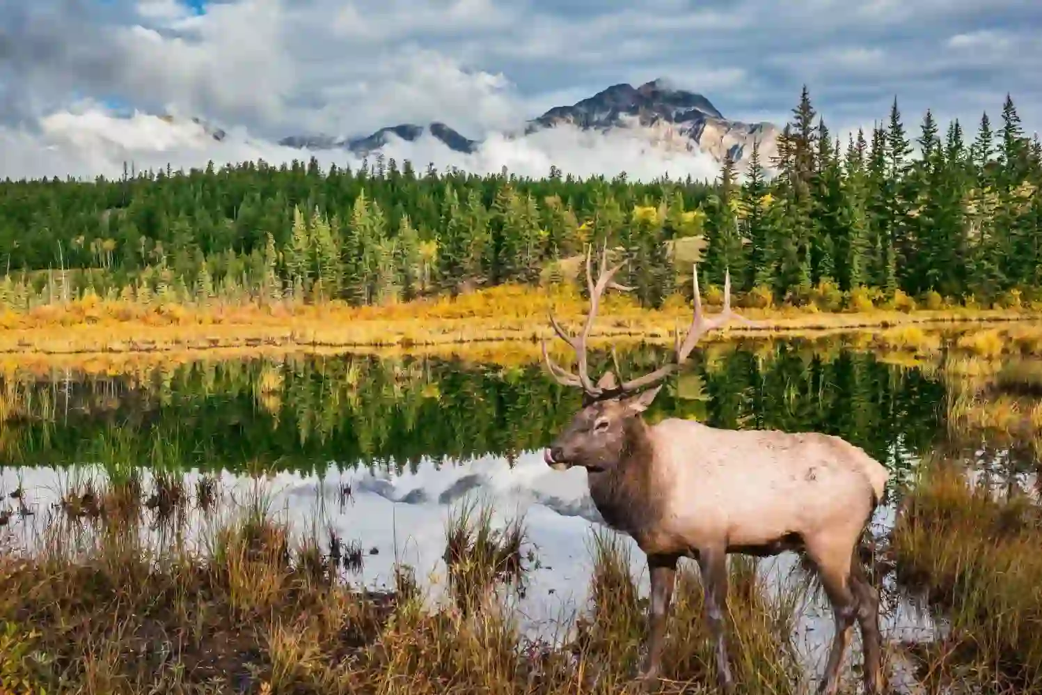 A moose standing in a grassy meadow beside a lake in Jasper National Park, surrounded by pine trees with mountains in the background
