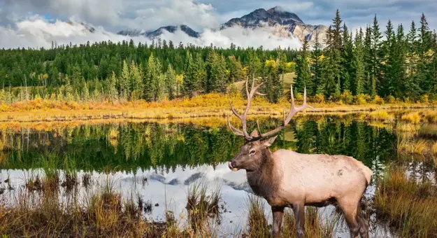 A moose standing in a grassy meadow beside a lake in Jasper National Park, surrounded by pine trees with mountains in the background