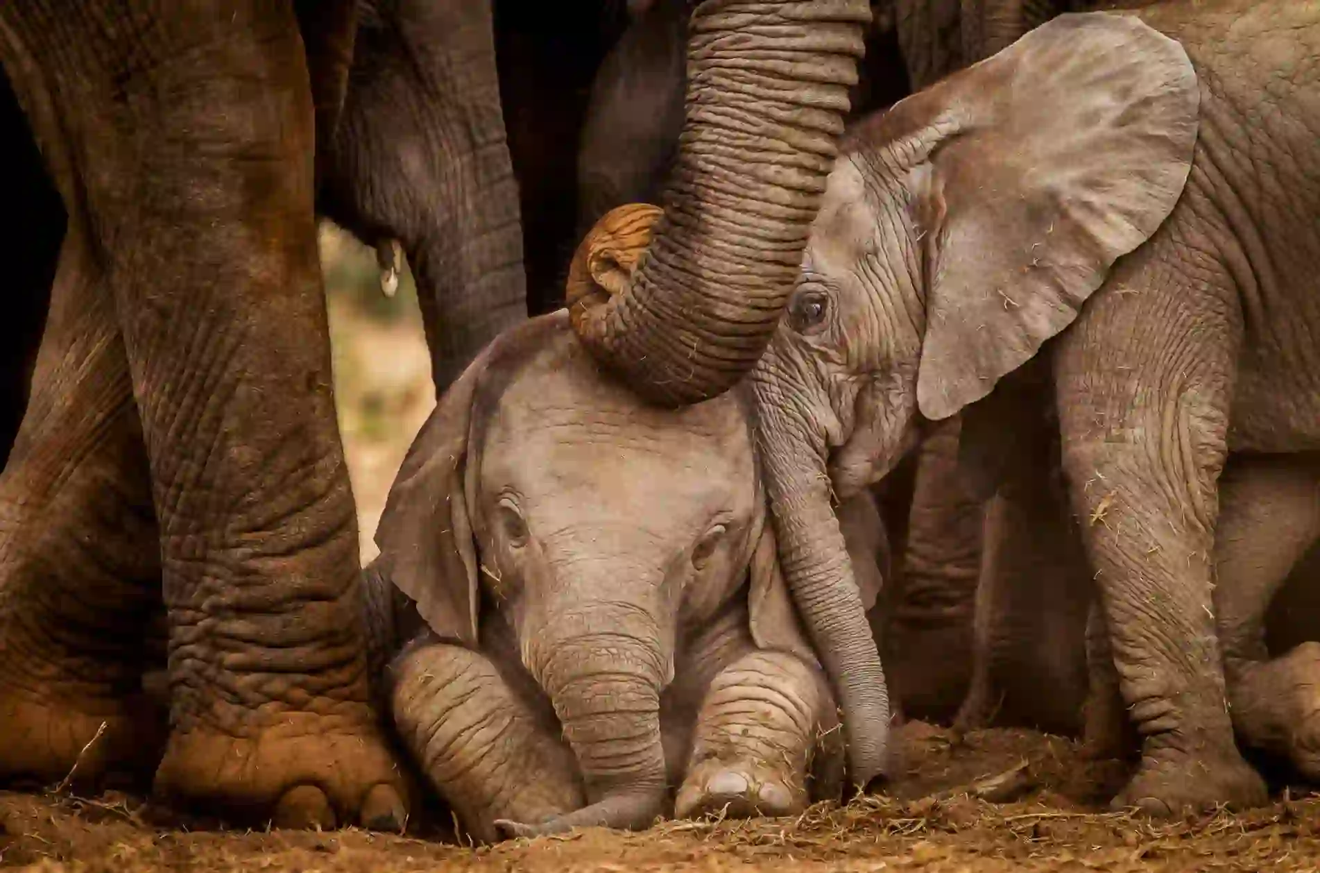 Two baby African elephants huddle closely beneath the gentle trunks of their protective herd