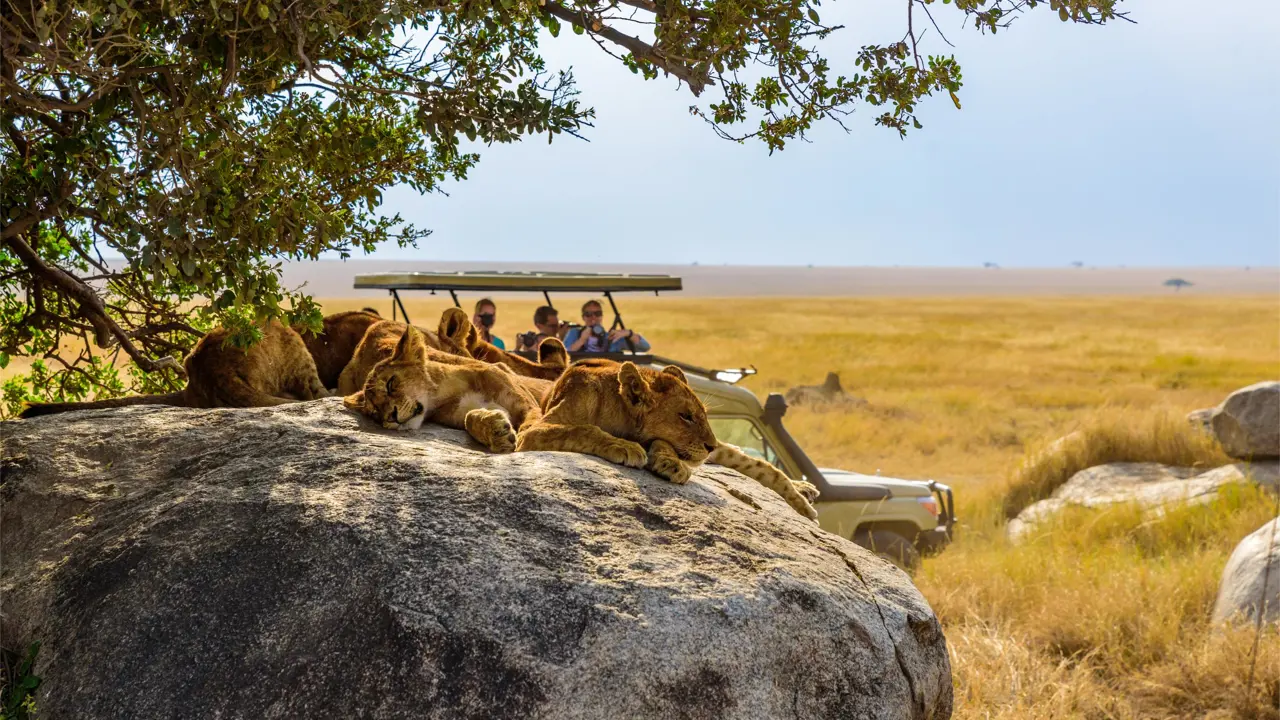  Lions, Serengeti National Park