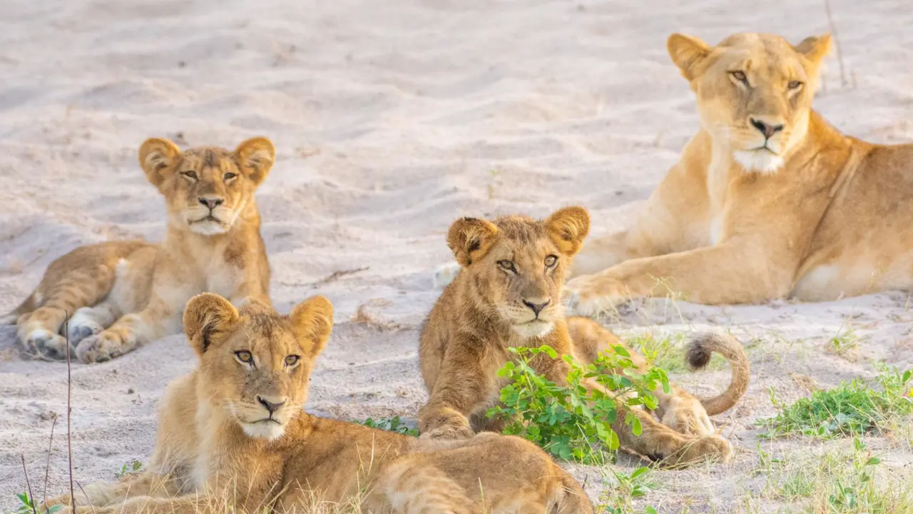 Lioness and cubs, Chobe National Park
