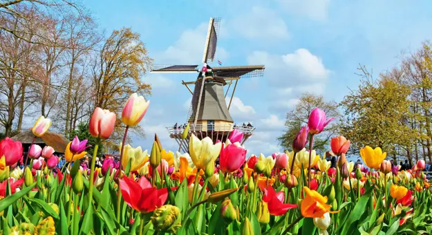 Colourful tulip beds at Keukenhof, Netherlands, with a traditional windmill in the background