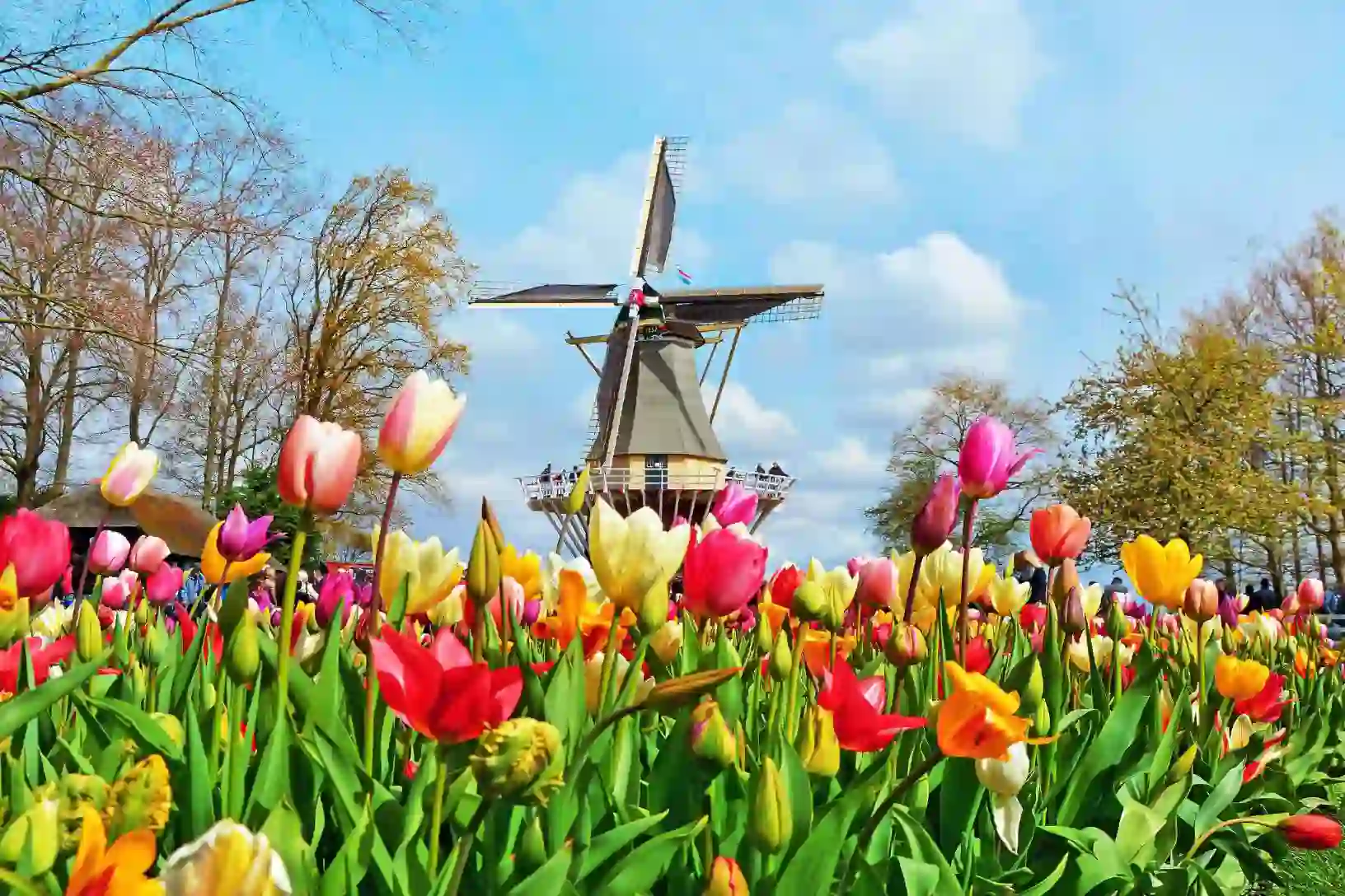 Colourful tulip beds at Keukenhof, Netherlands, with a traditional windmill in the background