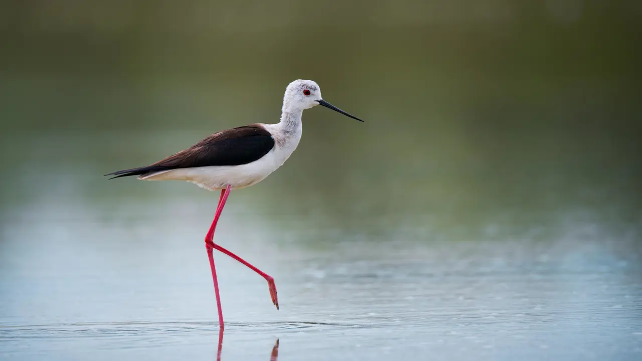 Black-winged stilt at Castro Marim Nature Reserve, standing in shallow water with a blurred background and the bird in sharp focus