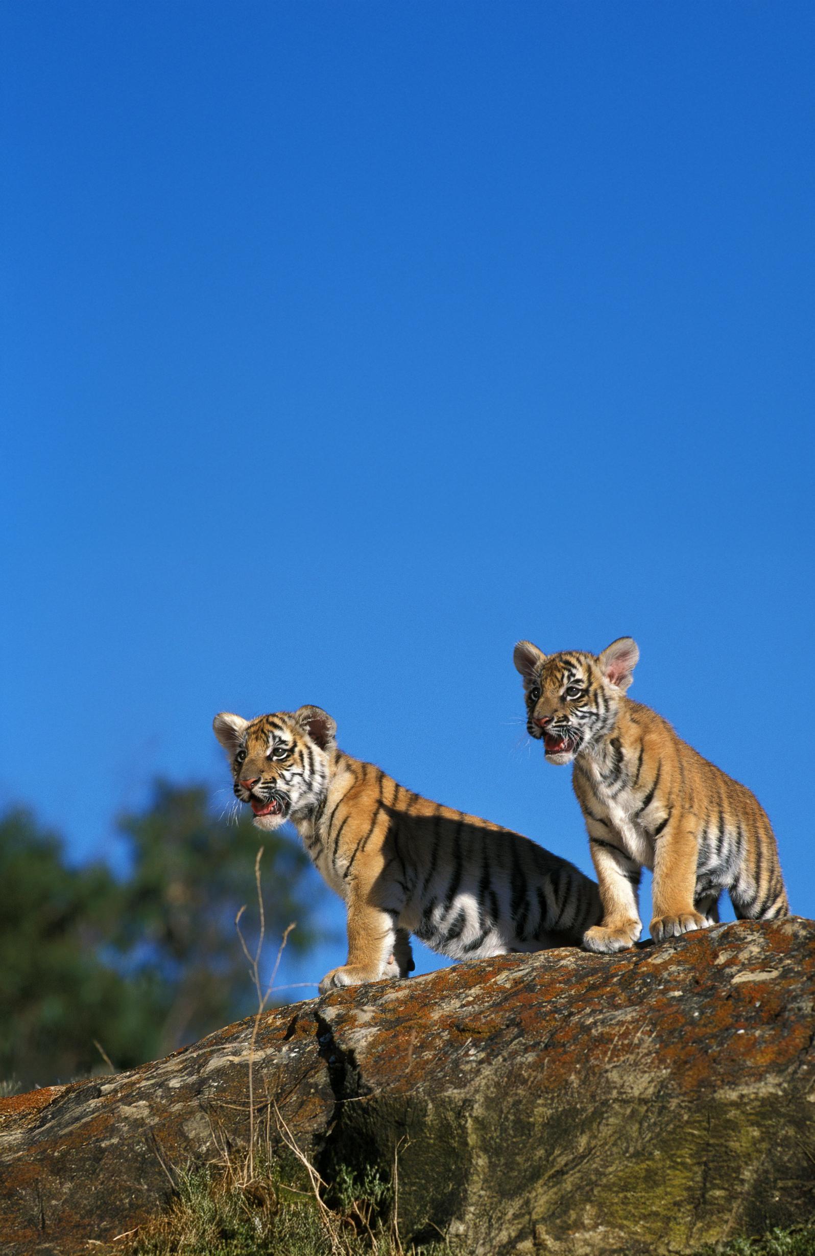 Two tiger cubs stand alert on a rocky ledge under a clear blue sky in Ranthambore National Park in India