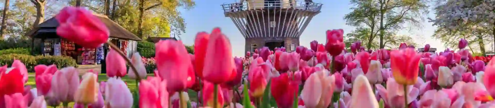 A traditional windmill near Amsterdam stands tall behind a vibrant field of pink tulips, with colourful trees adding depth to the background