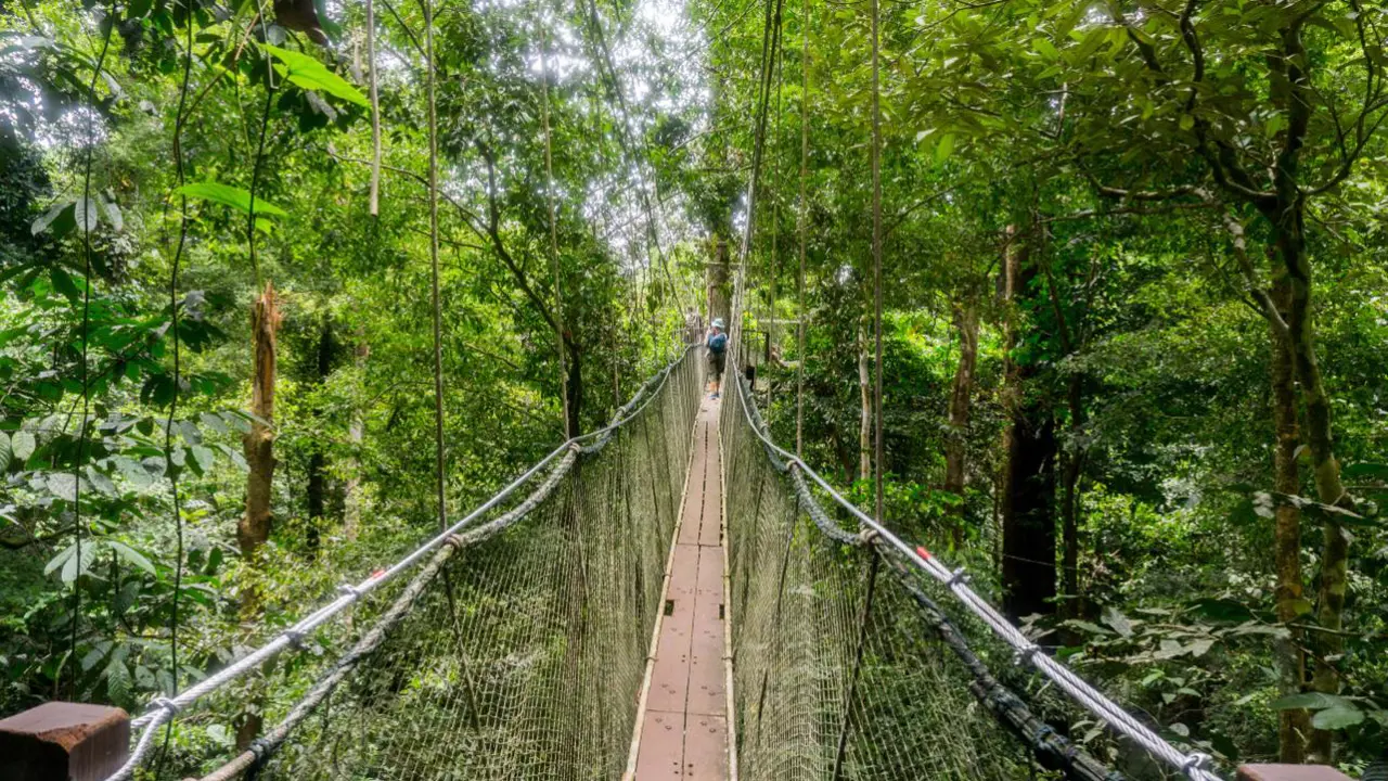 Kinabalu National Park, Borneo
