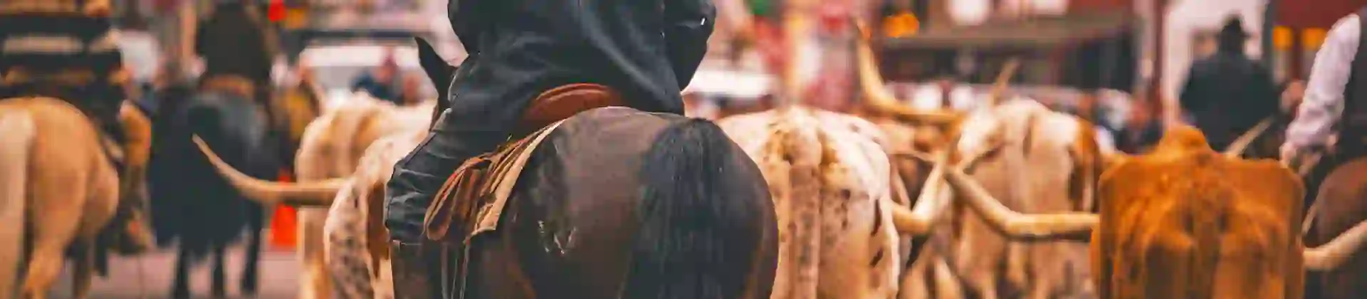 Stockyards Cattle Drive