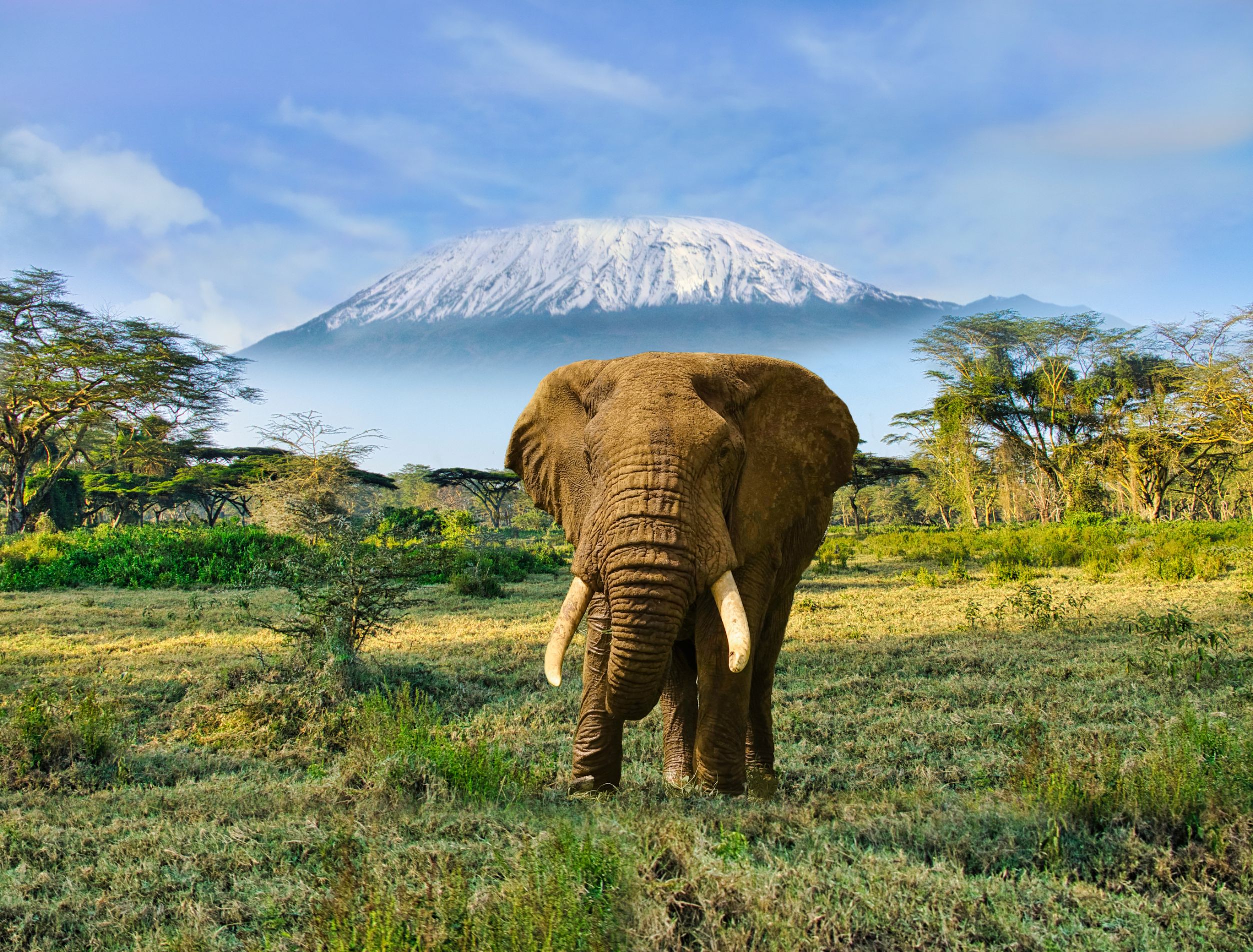 Elephant And Mount Kilimanjaro In Amboseli National Park