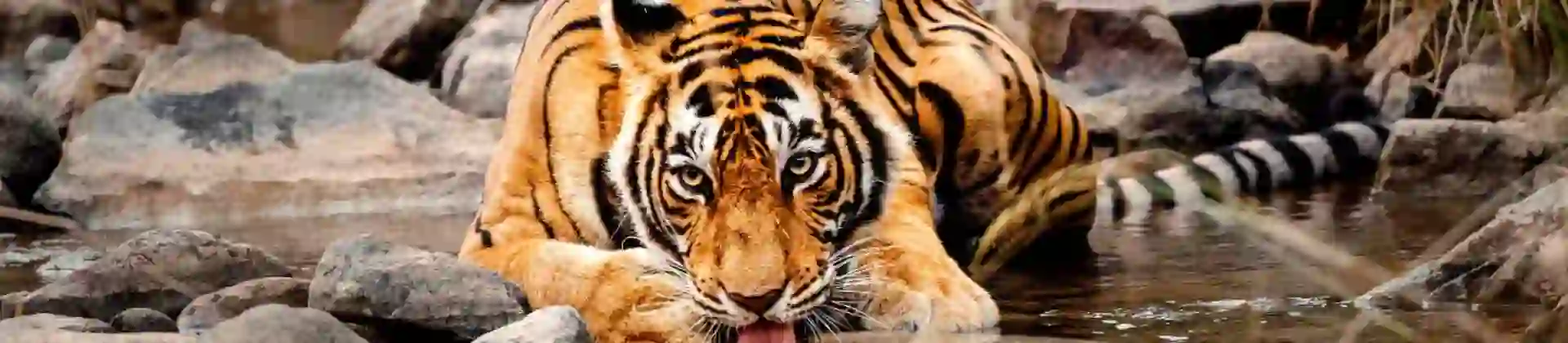 A Bengal tiger crouches by a stream, drinking water among rocks and dry grass in Ranthambore National Park in India
