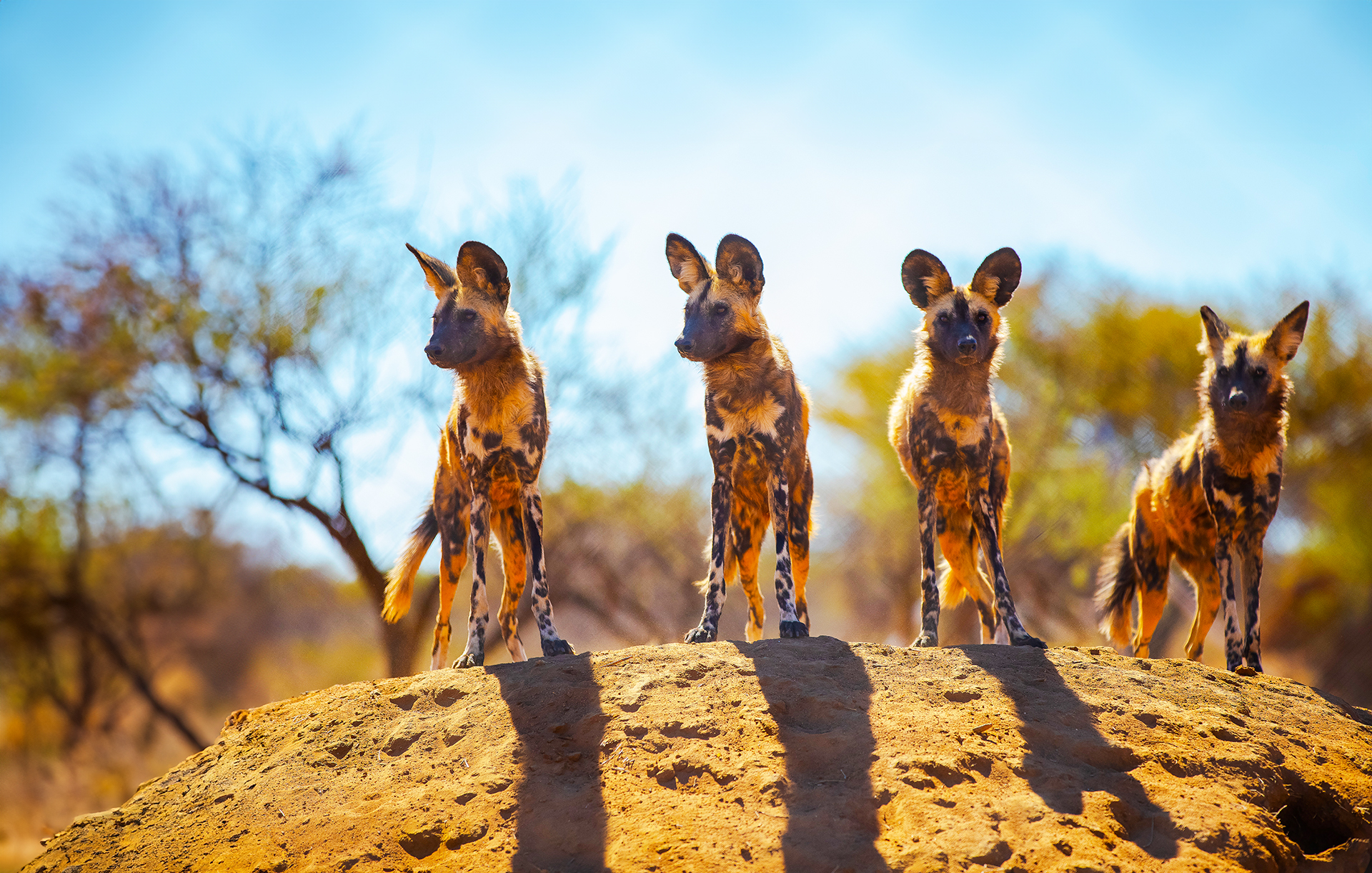 Painted dogs, Hwange National Park