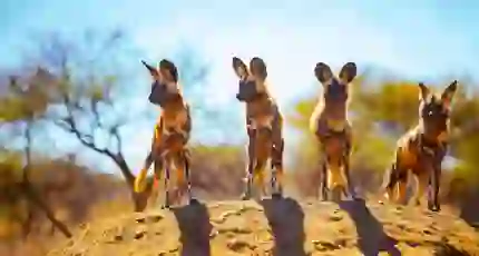 Painted dogs, Hwange National Park