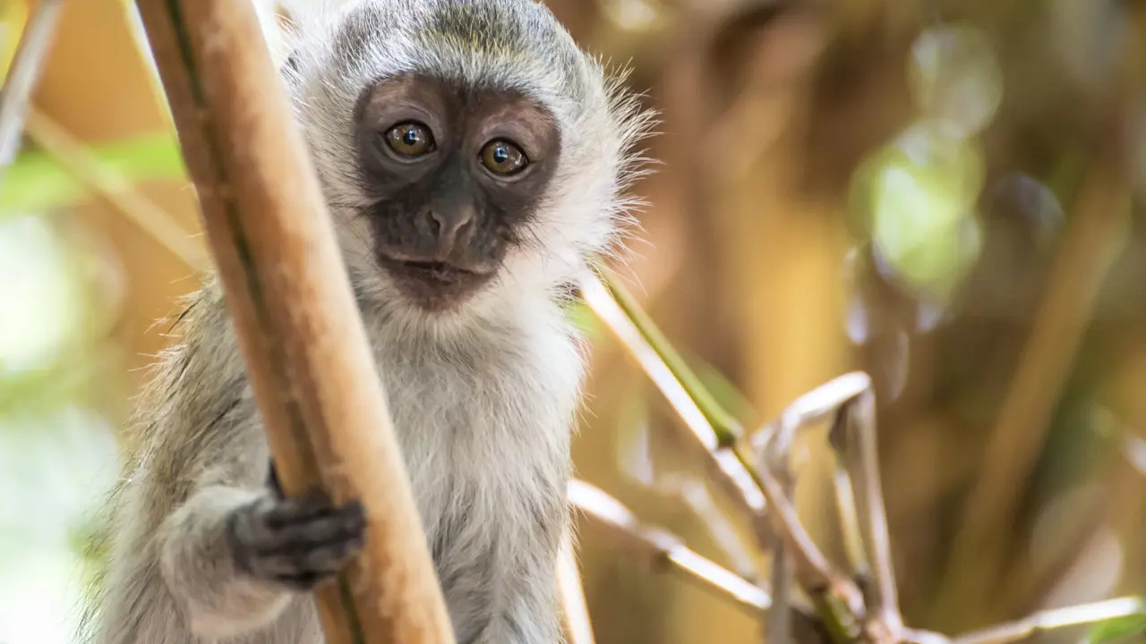 Vervet monkey, Amboseli National Park