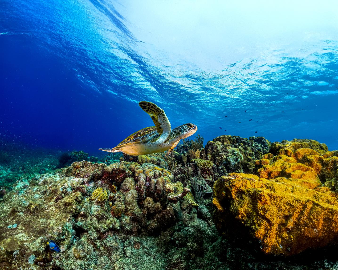 Sh 2652711911 Giant Sea Turtle, Great Barrier Reef