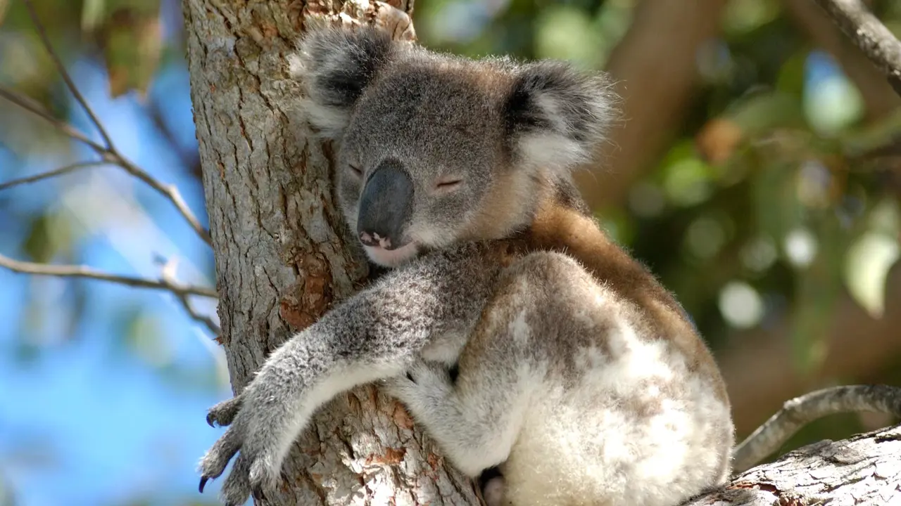 A koala clinging to a eucalyptus branch in the wild, gazing toward the viewer with fluffy grey fur and large round ears.