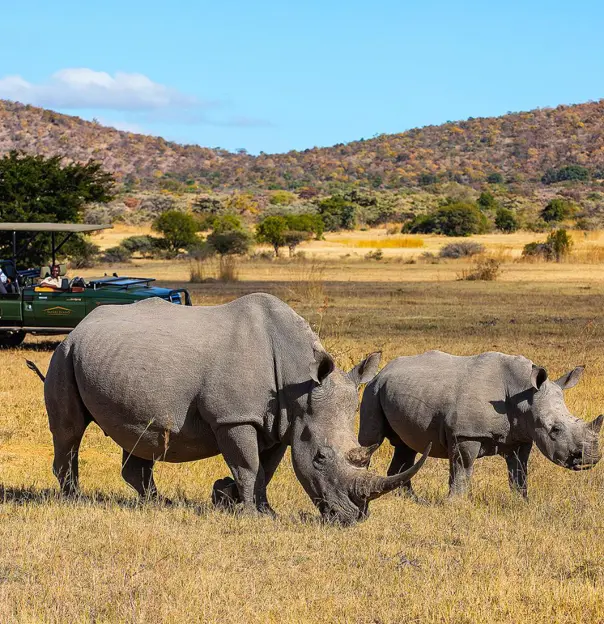 Rhinos on safari