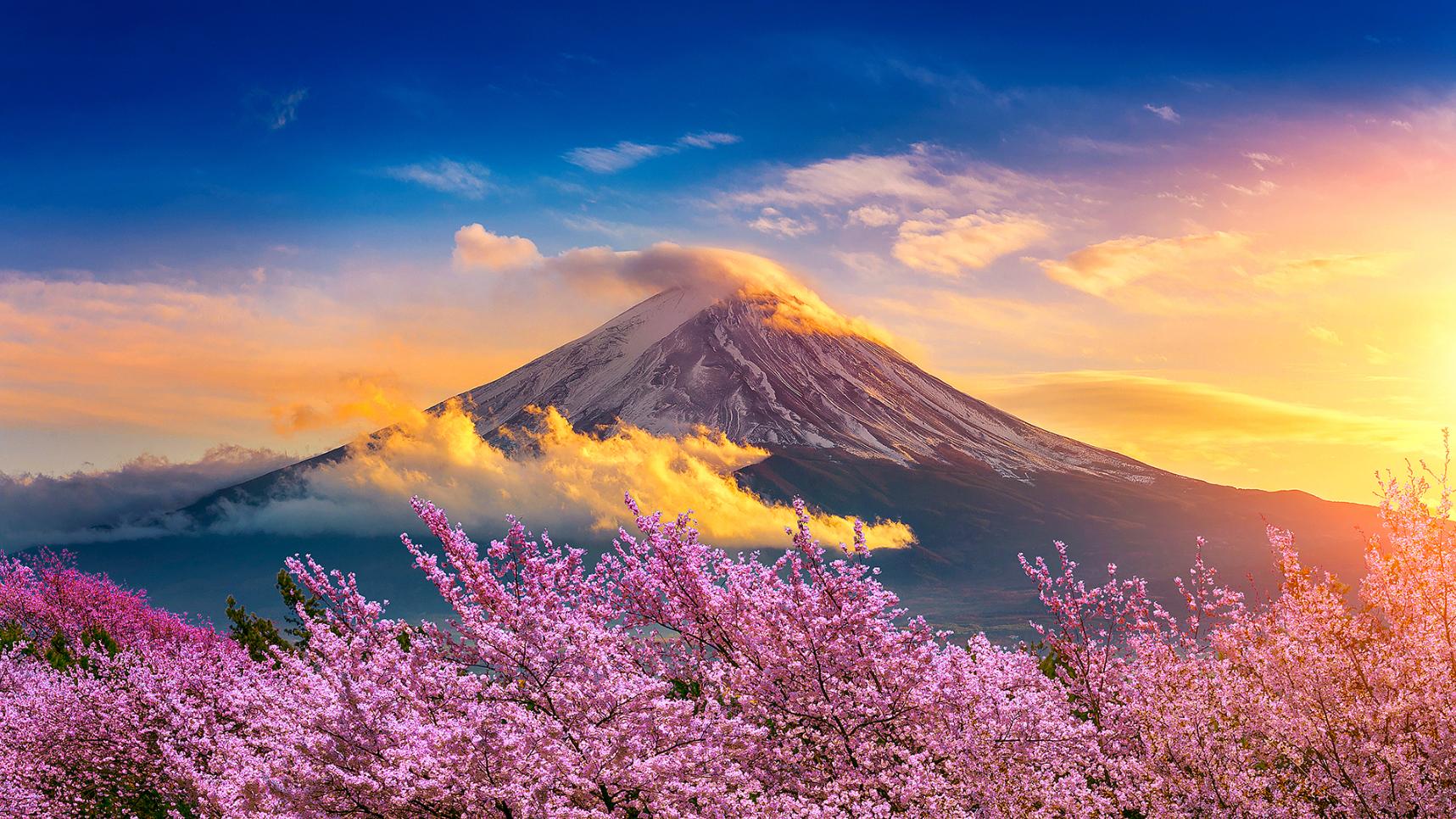 Mount Fuji in the warm glow of an orange sunset, with soft clouds drifting across the sky and pink cherry blossoms in full bloom framing the foreground