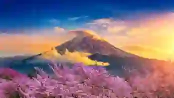 Mount Fuji in the warm glow of an orange sunset, with soft clouds drifting across the sky and pink cherry blossoms in full bloom framing the foreground
